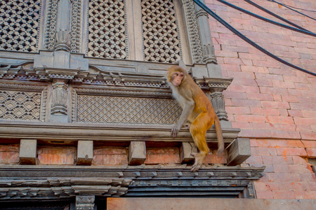 Close up of a monkey playing at outdoors at Swayambhu Stupa, Monkey Temple, Kathmandu, Nepalの写真素材