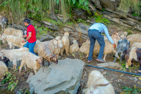 POKHARA, NEPAL, SEPTEMBER 04, 2017: Shepherd take care of flocks of goats, going along the street of small town in Pokhara, Nepalのeditorial素材