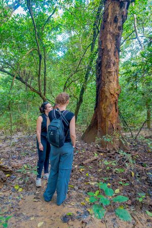 CHITWAN, NEPAL - NOVEMBER 03, 2017: Unidentified people inside of the forest with some dry leafs in the ground in Chitwan National Park, mainly covered by jungleのeditorial素材