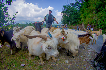 POKHARA, NEPAL, SEPTEMBER 04, 2017: Shepherds take care of flocks of goats, going along the street of small town in Pokhara, Nepalのeditorial素材