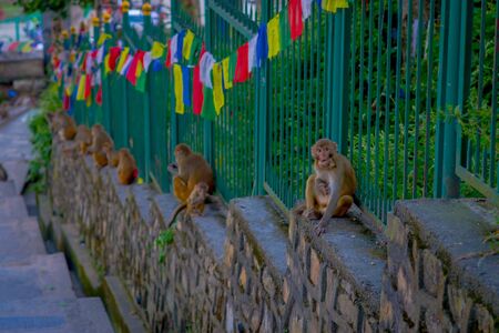 KATHMANDU, NEPAL OCTOBER 15, 2017: Family of monkeys sitting at outdoors with prayer flags near swayambhunath stupa, Nepalのeditorial素材