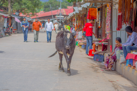 KATHMANDU, NEPAL OCTOBER 10, 2017: Unidentified people walking in the streets with a holy black cow in the streets in Kathmandu, Nepalのeditorial素材