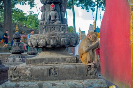 KATHMANDU, NEPAL OCTOBER 15, 2017: Family of monkeys sitting at outdoors with prayer flags near swayambhunath stupa, Nepalのeditorial素材