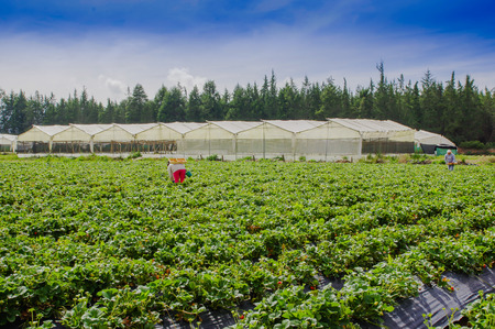 Outdoor view of worker picking strawberries in a plantation fieldの写真素材