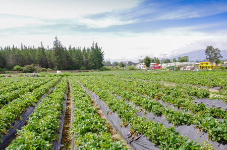 QUITO, ECUADOR - NOVEMBER, 13, 2017: Beautiful plantation in a rows of Strawberry plants in a strawberry fieldのeditorial素材