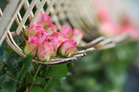 Close up of pink flowers hanging from a metallic structure inside of a flower factory located in Ecuadorの写真素材
