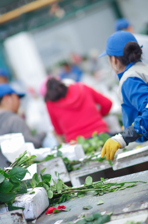 Unidentified people working inside of a flower factory on bunch of blossoming beautiful roses bouquets, empaqued and classifying the qualityの写真素材
