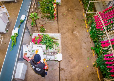 CAYAMBE, ECUADOR - NOVEMBER, 30, 2017: Above view of unidentified man working inside of a flower factory on beautiful roses bouquets, empaqued and classifying the quality, with some roses hanging from a metallic estructure, inside of a flower factory locaのeditorial素材