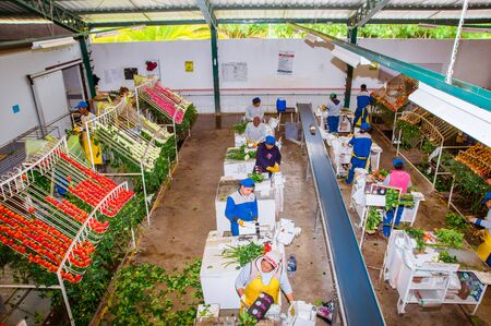 CAYAMBE, ECUADOR - NOVEMBER, 30, 2017: Above view of unidentified people working inside of a flower factory classifying the quality, with some roses hanging from a metallic estructure, inside of a flower factory located in Ecuadorのeditorial素材
