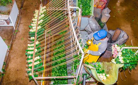 CAYAMBE, ECUADOR - NOVEMBER, 30, 2017: Above view of unidentified woman working inside of a flower factory, classifying the quality, with some roses hanging from a metallic estructure, inside of a flower factory located in Ecuadorのeditorial素材