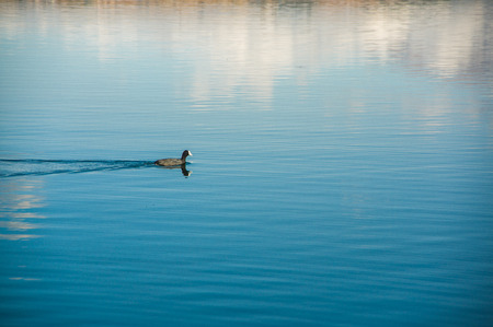 Outdoor view of duck swimming in San Pablo lake in the middle of the valleyの写真素材