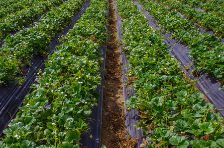 Beautiful plantation in a rows of Strawberry plants in a strawberry fieldの写真素材