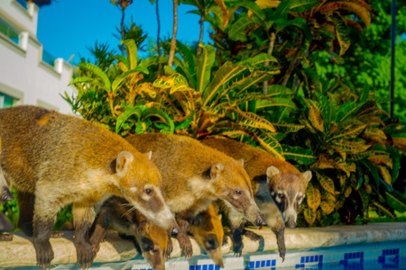 Outdoor view of small mammals family in the border of a swimming pool ready to drink water, located inside of a hotel in PLaya del Carmen at Caribbean Sea in Mexicoの写真素材