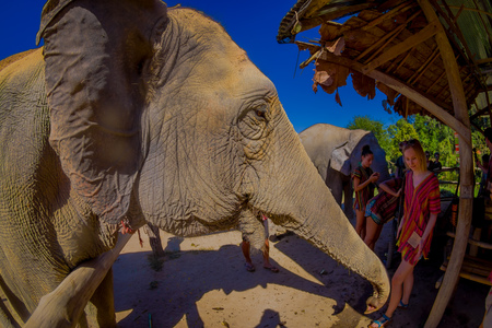 CHIANG RAI, THAILAND - FEBRUARY 01, 2018: Amazing view of unidentified people close to a huge elephants, having a great time with those ashtonishing pachyderms, in Jungle Sanctuaryのeditorial素材