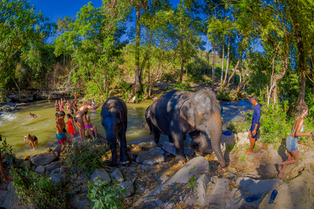 CHIANG RAI, THAILAND - FEBRUARY 01, 2018: Outdoor view of group of tourists are happy to bathe a huge elephant at Elephant jungle sanctuary in Chiang Maiのeditorial素材