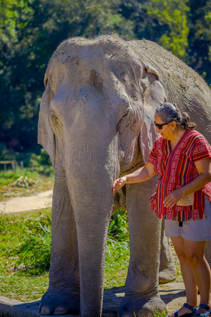 CHIANG RAI, THAILAND - FEBRUARY 01, 2018: Unidentified woman wearing sunglasses and pampering a huge pachyderm elephant in a Jungle Sanctuary in Chiang Maiのeditorial素材