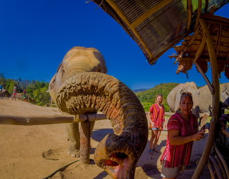 CHIANG RAI, THAILAND - FEBRUARY 01, 2018: Amazing view of unidentified people close to a huge elephants, having a great time with those ashtonishing pachyderms, in Jungle Sanctuaryのeditorial素材