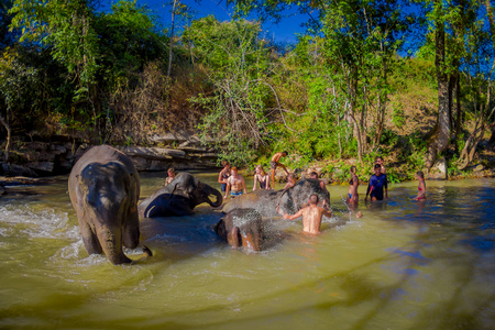 CHIANG RAI, THAILAND - FEBRUARY 01, 2018: A group of tourists are happy to bathe the elephants at Elephant jungle sanctuary. They get help from a local elephant trainerのeditorial素材