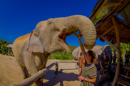 CHIANG RAI, THAILAND - FEBRUARY 01, 2018: Amazing view of huge elephant eating a bunch of bananas with his open trunk in Jungle Sanctuary in Chiang Maiのeditorial素材