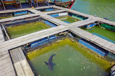 AO NANG, THAILAND - FEBRUARY 19, 2018: Outdoor view of Farm fish wood restaurant sea river with small pools with a shark living there at Krabi Thailandのeditorial素材