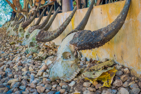 Buffalo skull are placed around Drum Pavilion in Baandam Museum Black House , created and designed by Thawan Duchaneeの写真素材