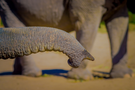 Close up of a trunk of elephant waiting for food in a Jungle Sanctuary in Chiang Maiの写真素材