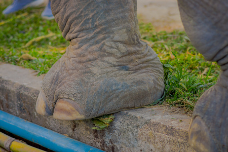 Close up of an elephant feet at outdoors in a Jungle Sanctuary in Chiang Maiの写真素材