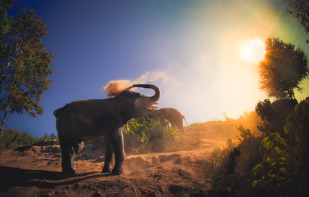 Beautiful outdoor view of young elephants walking near the riverbank in the nature, at Elephant jungle Sanctuary, in Chiang Thailandの写真素材