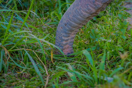 Close up of a trunk of elephant eating grass in a Jungle Sanctuary in Chiang Maiの写真素材