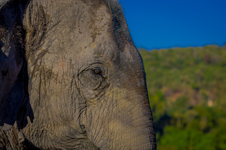 Portrait of young elephant head with a blurred forest background, in Elephant jungle Sanctuary, in Chiangの写真素材