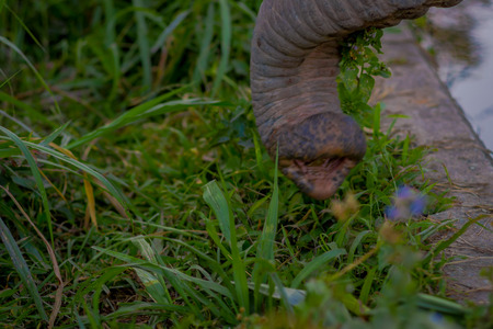 Close up of a trunk of elephant eating grass in a Jungle Sanctuary in Chiang Maiの写真素材