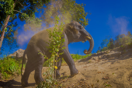 The Young Elephant walk near the riverbank in the nature, in Elephant jungle Sanctuary, during a gorgeous sunny day with a blue sky in Chiang Thailandの写真素材