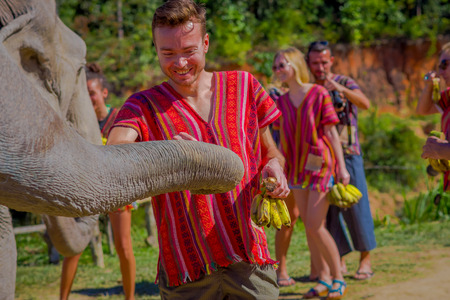 CHIANG RAI, THAILAND - FEBRUARY 01, 2018: Unidentified happy man feeding with a bunch of little bananas a huge pachyderm elephant in a Jungle Sanctuary in Chiang Maiのeditorial素材