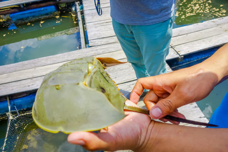 Close up of man hand holding a horseshoe crabs in Krabi townfish farms in southern Thailand