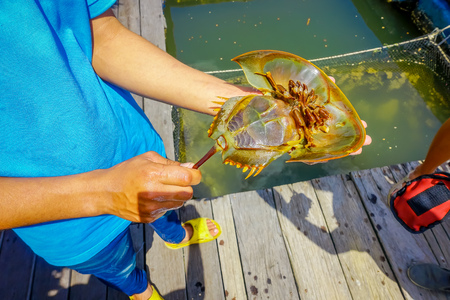 Outdoor view of man hand holding a horseshoe crabs in Krabi townfish farms in southern Thailandの写真素材