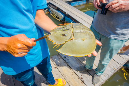 Outdoor view of man hand holding a horseshoe crabs in Krabi townfish farms in southern Thailandの写真素材