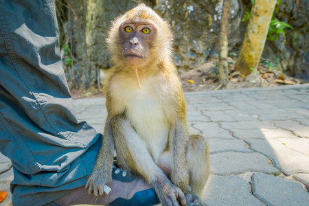 Close up of monkeys macaques crab-eaters lat. Macaca fascicularis sitting on human feet, area of...