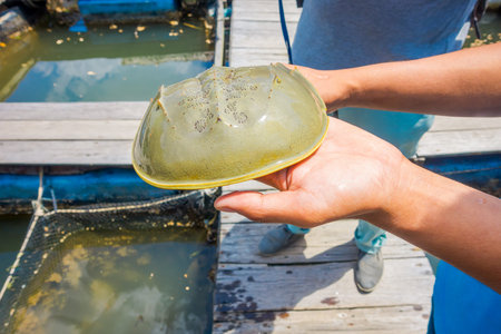 Close up of man hand holding a horseshoe crabs in Krabi townfish farms in southern Thailand