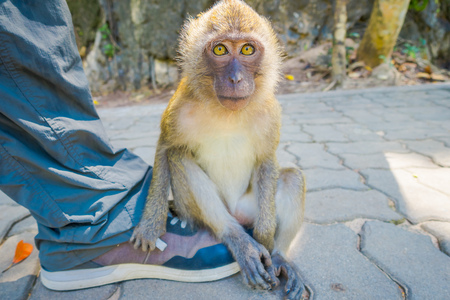 Close up of monkeys macaques crab-eaters lat. Macaca fascicularis sitting on human feet, area of buddhist monastery Tiger Cave Templeの写真素材