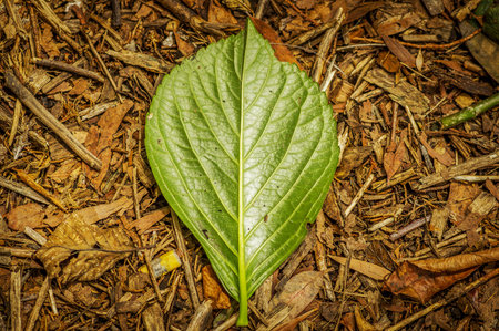 Alone green leaf on forests soil background