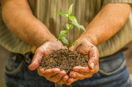 Above view of two hands holding and caring a young green plant, planting tree, growing a tree, love nature, save the worldの写真素材