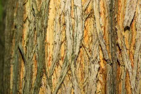 Close up of details of real tree old wooden texture. Wood background with brown structure. Natural...