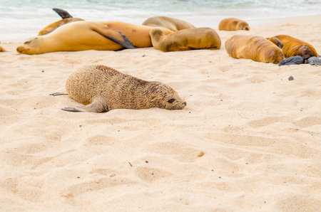 Gorgeous baby sea lion in san cristobal galapagos islandsの写真素材