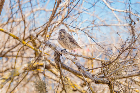 Gray Warbler-Finch Certhidea fusca cinerascens foraging on Espanola Island, Galapagos
