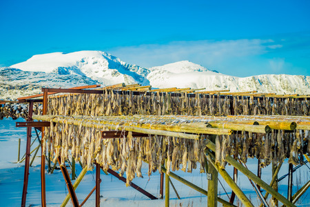 Outdoor view traditional way of drying cod stock fish in Lofoten Islandsの写真素材