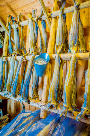 View of traditional way of drying cod stock fish inside of a building in Lofoten Islands
