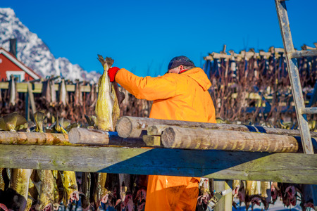 Unidentified man wearing orange waterproof working on stockfish cod drying during winter time, traditional way of drying fish in cold winter air on wooden drying rack in Lofoten Islandsの写真素材
