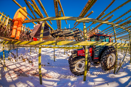 LOFOTEN, NORWAY, APRIL, 10, 2018: Outdoor view of unidentified man working on process of stockfish cod drying during winter time with a truck on Lofoten Islandsのeditorial素材