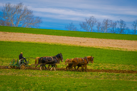 Outdoor view of unidentified amish farmer using horses to hitch antique plow in the field. they produce their own food without technologyの写真素材