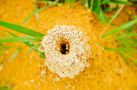 Above view of big anthill in the woods with colony of ants in summer forestの写真素材